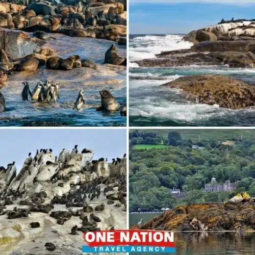 Full-Day Cape Point, Seal Island And Boulders Penguin Sanctuary Tour from Cape Town