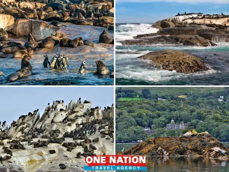 Full-Day Cape Point, Seal Island And Boulders Penguin Sanctuary Tour from Cape Town